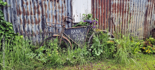 An old bicycle, used a sign board, rests among a patch of weeds and wildflowers against a rusty corrugated iron wall.