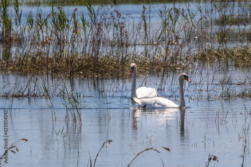 Swan swiming on lake Vrana in Croatia photo