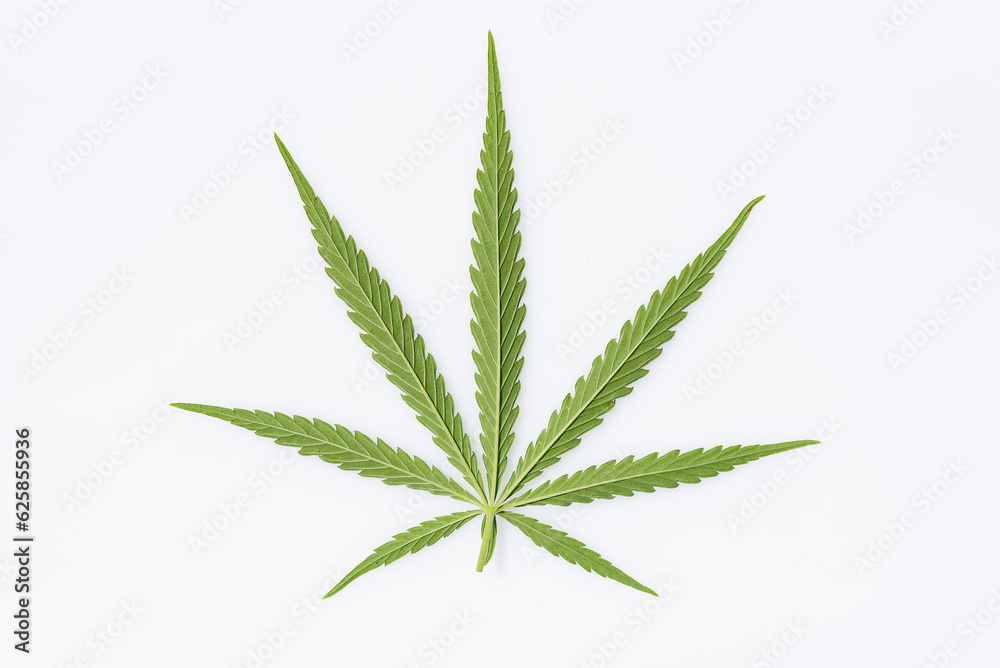 beautiful hemp leaf on a marijuana field under the blue sky with sun and clouds for legalization of medical cannabis products cbd thc illegal drug legal leafes lush dope farm beautiful hemp leaf on a marijuana field under the blue sky with sun and clouds for legalization of medical cannabis products cbd thc illegal drug legal leafes lush dope farm
