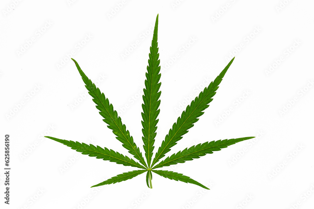 beautiful hemp leaf on a marijuana field under the blue sky with sun and clouds for legalization of medical cannabis products cbd thc illegal drug legal leafes lush dope farm beautiful hemp leaf on a marijuana field under the blue sky with sun and clouds for legalization of medical cannabis products cbd thc illegal drug legal leafes lush dope farm
