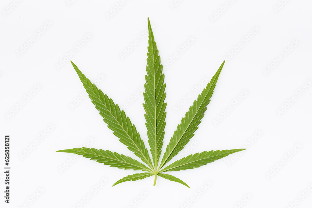beautiful hemp leaf on a marijuana field under the blue sky with sun and clouds for legalization of medical cannabis products cbd thc illegal drug legal leafes lush dope farm beautiful hemp leaf on a marijuana field under the blue sky with sun and clouds for legalization of medical cannabis products cbd thc illegal drug legal leafes lush dope farm