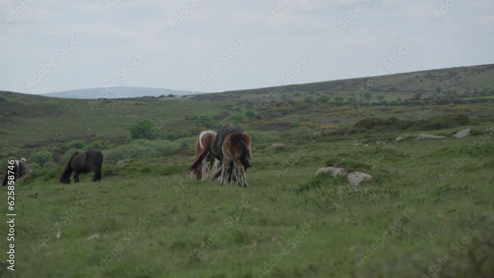 Wild Horses Grazing in Dartmoor National Park, England Wild Horses Grazing in Dartmoor National Park, England