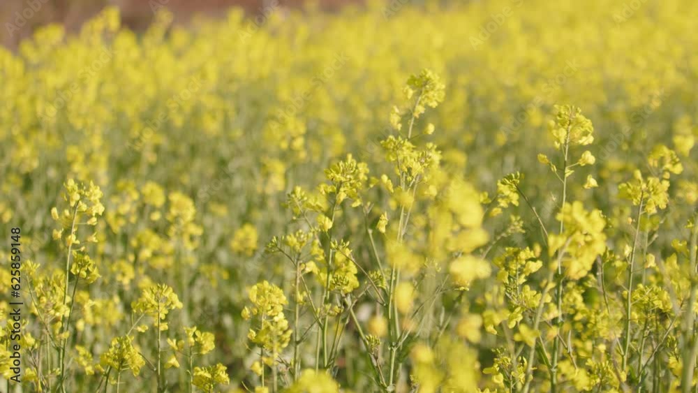 Swaying Canola Flower Fields On Morning Breeze. Rack Focus Shot Swaying Canola Flower Fields On Morning Breeze. Rack Focus Shot