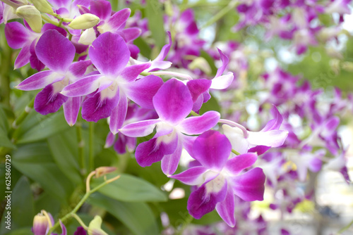 Fototapeta Naklejka Na Ścianę i Meble -  purple orchid blooming beauty nature in garden