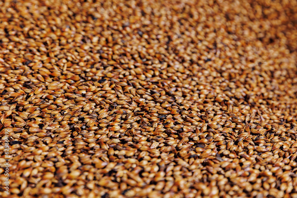 Ingredients for beer at factory. Background caramel wheat or barley in warehouse of brewery industry Ingredients for beer at factory. Background caramel wheat or barley in warehouse of brewery industry