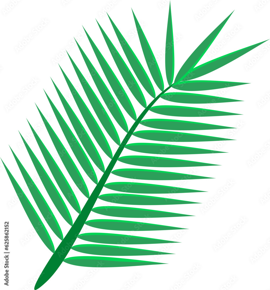 green coconut palm leaf isolated on white background