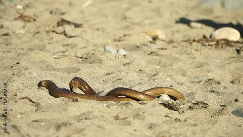 two big snakes on the sand, coiling and biting in a fight. Pseudopus apodus reptilian combat. photo