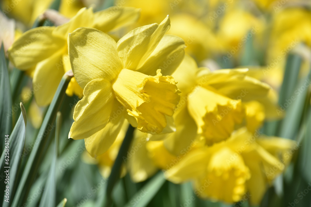 Breathtaking Look at a Flowering Yellow Daffodil Breathtaking Look at a Flowering Yellow Daffodil
