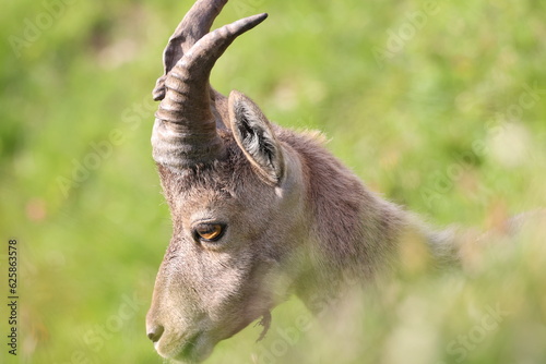 Steinbock im Berner Oberland