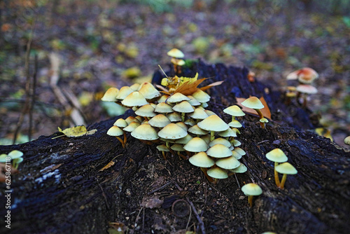 Maślanka wiązkowa - Hypholoma fasciculare, gatunek grzybów z rodziny pierścieniakowatych (Strophariaceae) photo