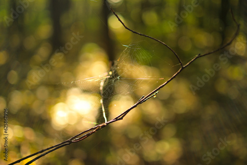 Spider web on a branch. Pajęcza sieć na gałęzi.