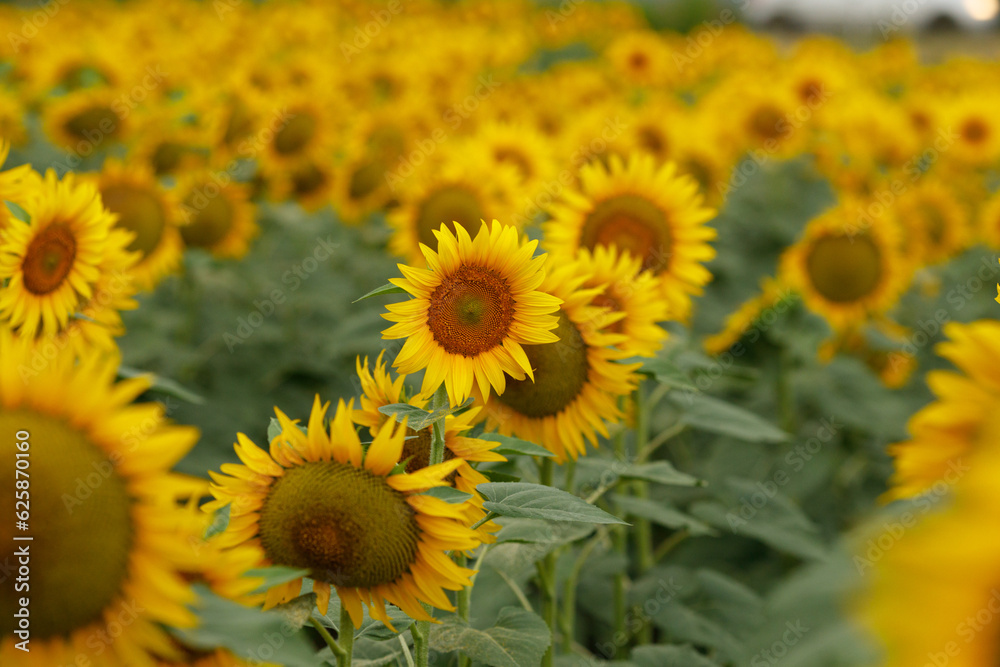 Beautiful blooming sunflower field