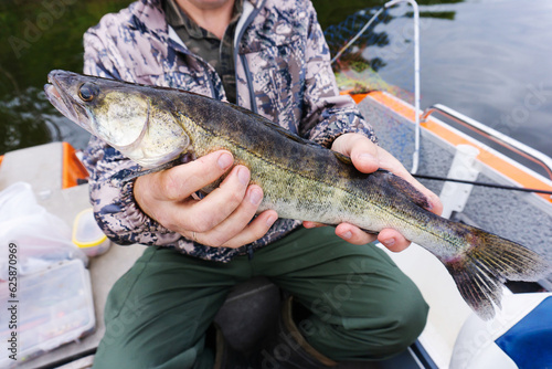 A small pike perch in the hands of an angler. Summer fishing for predatory fish. Close-up. unrecognizable person