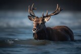 Male woodland caribou (elk) in the lake water