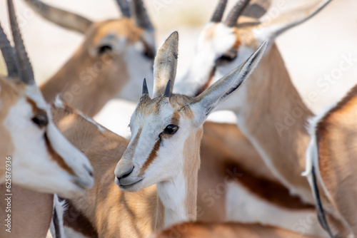 Close up of herd of young springbok, springbuck, or Antidorcas marsupialis