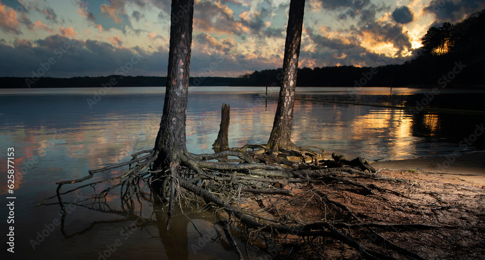 Exposed tree roots on a shore at sunset