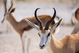 Close up of springbok, springbuck, or Antidorcas marsupialis, brown fur and horns