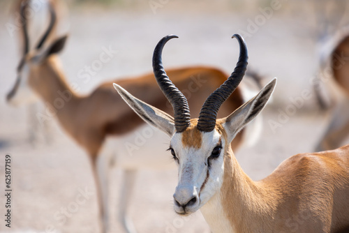 Close up of springbok, springbuck, or Antidorcas marsupialis, brown fur and horns