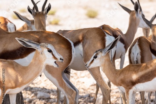 Close up of herd of young springbok  springbuck  or Antidorcas marsupialis