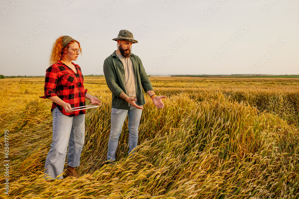 Farmers are cultivating wheat. They are displeased because too much rain destroyed this year's wheat crop. They assess the damage. Farmers are cultivating wheat. They are displeased because too much rain destroyed this year's wheat crop. They assess the damage.