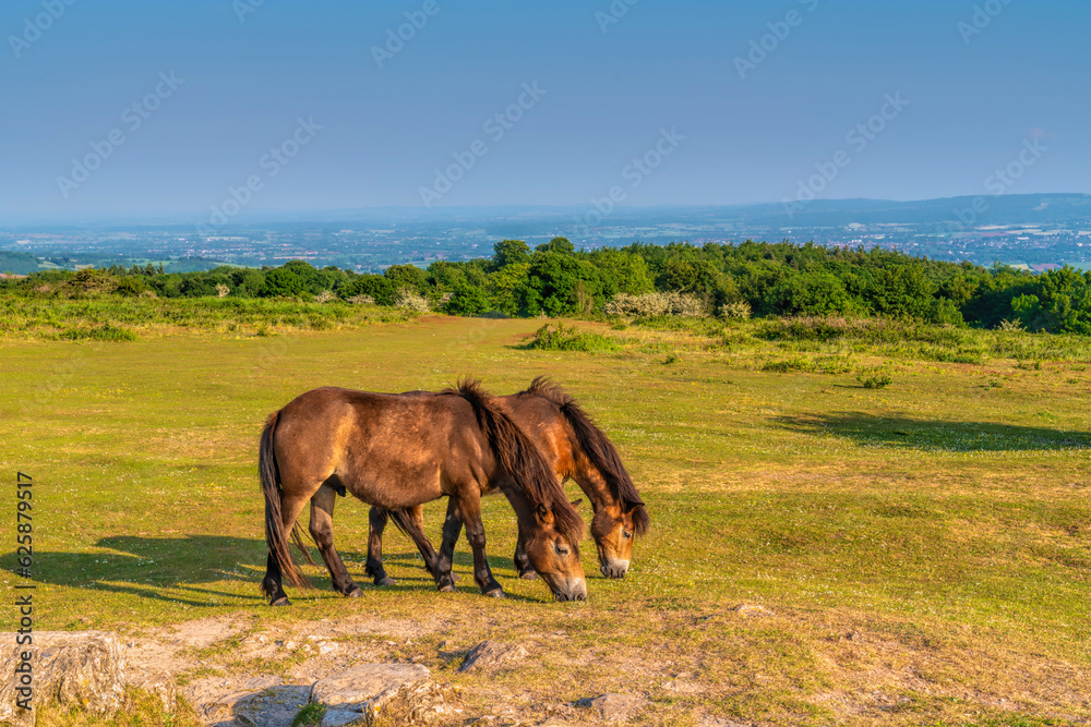 Somerset England UK wild Exmoor ponies Somerset England UK wild Exmoor ponies
