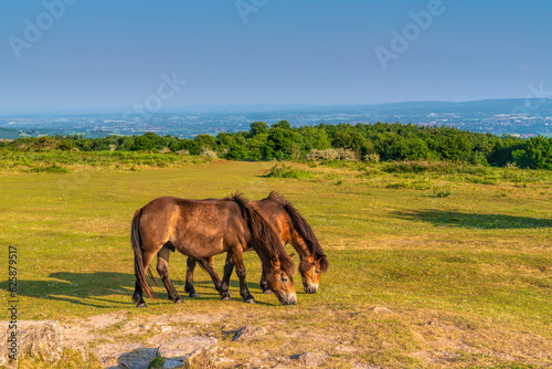 Somerset England UK wild Exmoor ponies