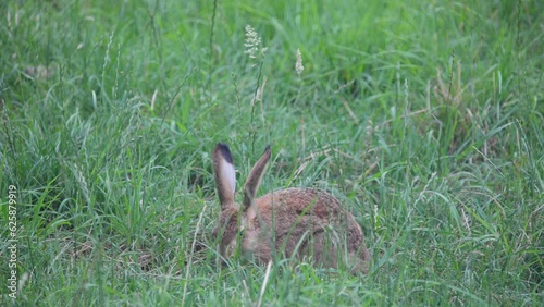 Wild brown rabbit with big ears sitting in a field, eating grass