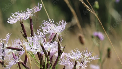 Pracht-Nelke (Dianthus superbus)
