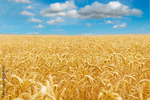 Gold wheat field and blue sky. Crops field. Selective focus