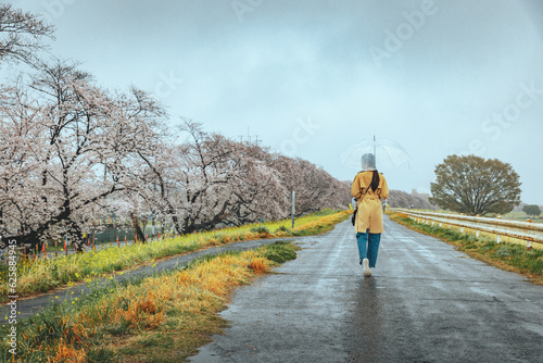 Traveler asian woman with umbrella travel in sakura cherry blossom tree and rapeseed flower with rain in kumagaya Saitama Japan photo