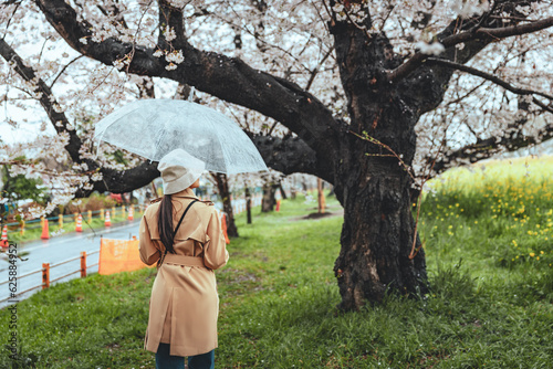 Traveler asian woman with umbrella travel in sakura cherry blossom tree and rapeseed flower with rain in kumagaya Saitama Japan photo