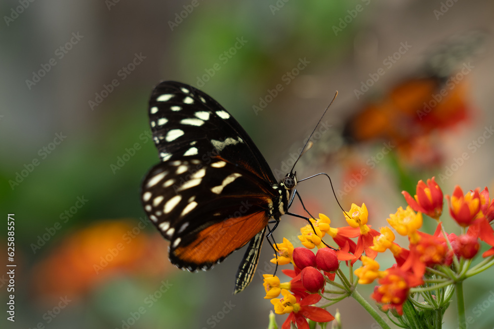 Close up of Cream-spotted tigerwing butterfly (Tithorea tarricina). Selective focus. Close up of Cream-spotted tigerwing butterfly (Tithorea tarricina). Selective focus.