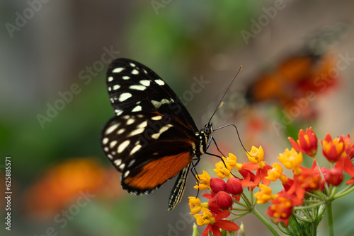 Close up of Cream-spotted tigerwing butterfly (Tithorea tarricina). Selective focus.