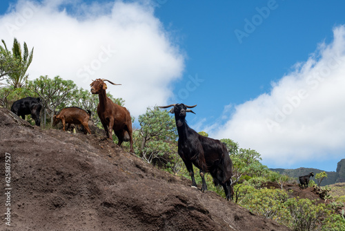 hiking in the beautiful island of La Gomera - Canarian Islands © Danny Collewaert