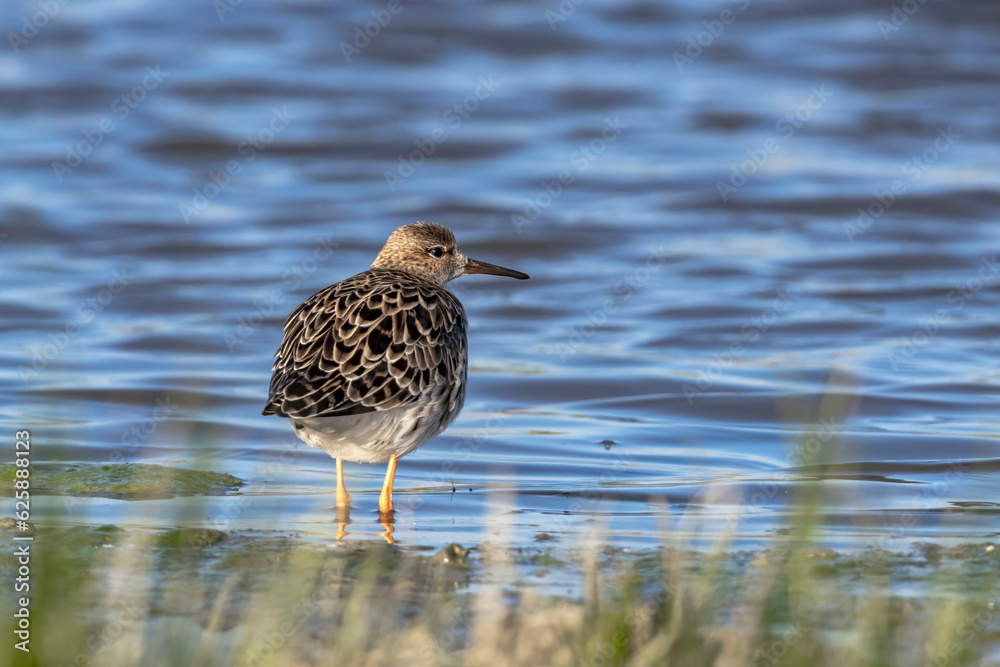 Ruff (Calidris pugnax) Searching for Food in a Marsh Ruff (Calidris pugnax) Searching for Food in a Marsh