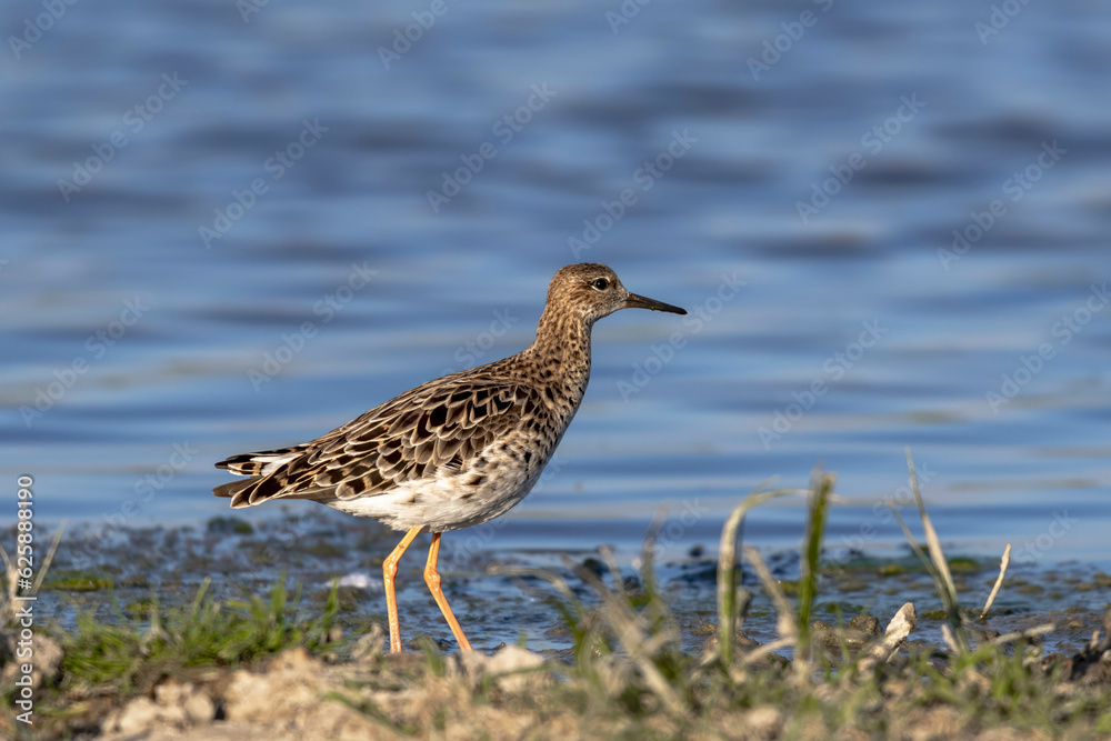 Ruff (Calidris pugnax) Searching for Food in a Marsh Ruff (Calidris pugnax) Searching for Food in a Marsh