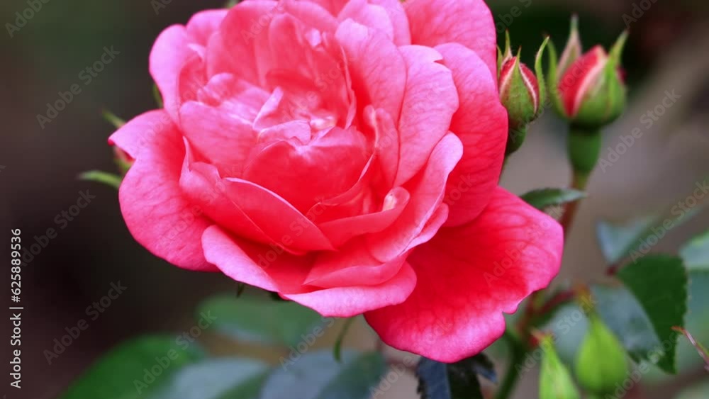 wild pink rose blooming close up
wild pink rose blooming close up