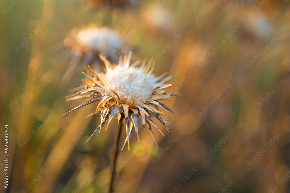 Close-up of a dry thistle at sunset