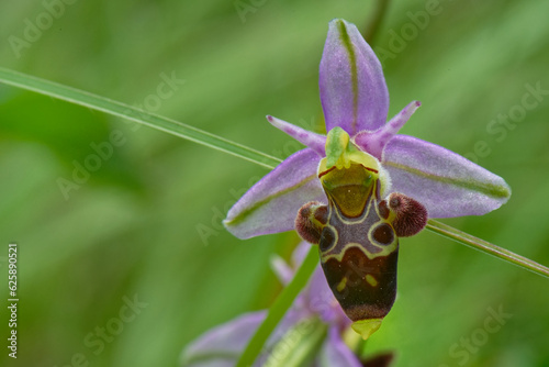 Konstfotografi Ophrys abeille -Ophrys apifera -orchidées
