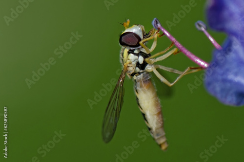  le Syrphe porte-plume - Sphaerophoria scripta - diptères  photo