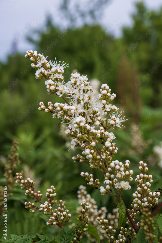 White flowers of a spirea