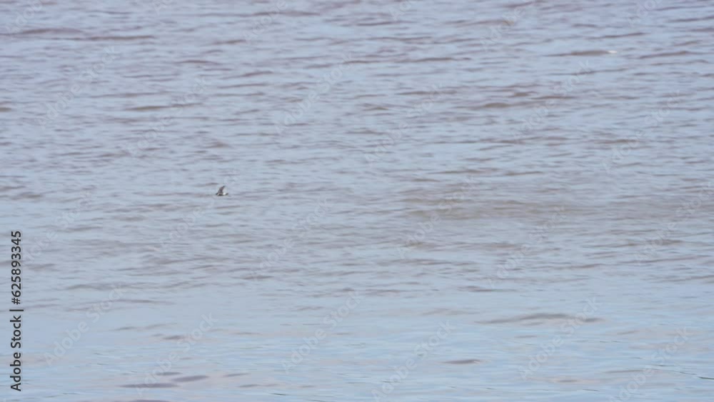 asian house martin in flight asian house martin in flight