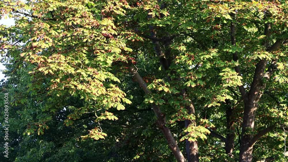 Chestnut tree in autumn
Chestnut tree in autumn