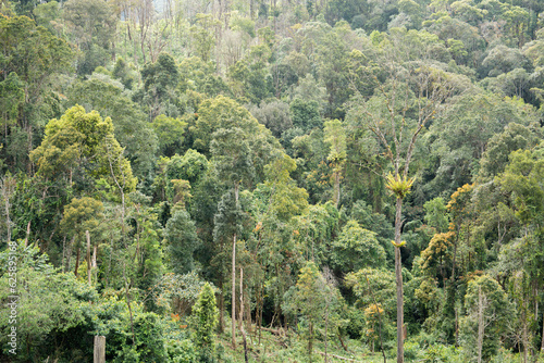 green trees in a forest