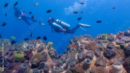 Wallpaper Mural Under water film from Thailand - coral reef and plenty of tropcial fish in the foreground - two scu divers in the background - in slow motion Torontodigital.ca