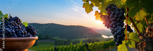 Black grape on vineyards background, winery at sunset, panoramic view banner. Generative AI