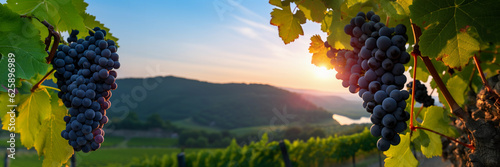 Black grape on vineyards background, winery at sunset, panoramic view banner. Generative AI