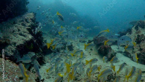 Under water film from Thailand - many fusilier fish swimming eratic over ocean floor - camera follows the fish school photo