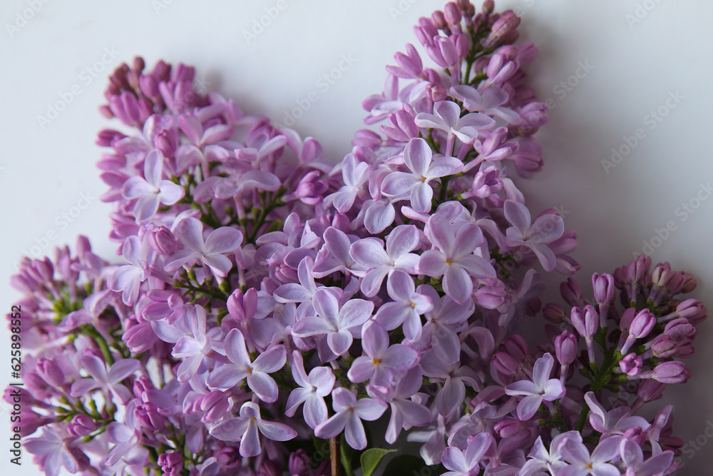 Obraz premium Blurry floral background.A branch of blossoming lilac (syringa) flowers. Lilac background. Lilac closeup.