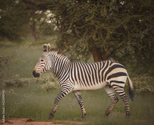Hartmans Mountain Zebra Stallion trotting in the Erindi Veld namibia